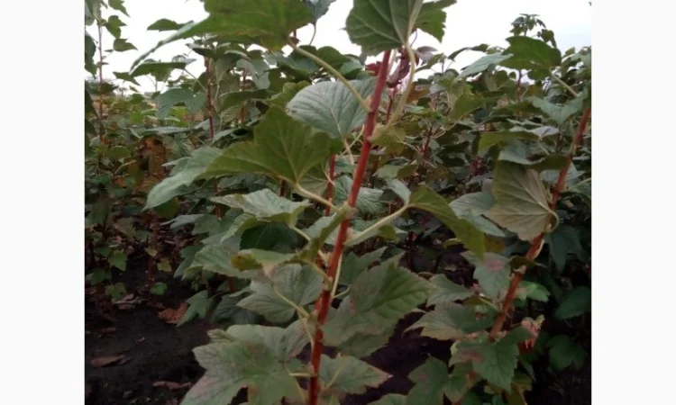 Підприємство реалізує саджанці та живці черенки смородини - фото № 1