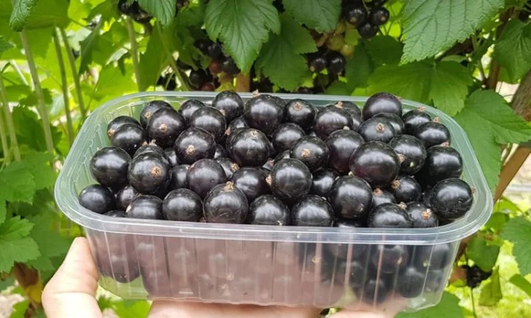 Смородина чорна "Краса Львова" (середньопізній строк) (2-х річний саджанець) - фото № 1