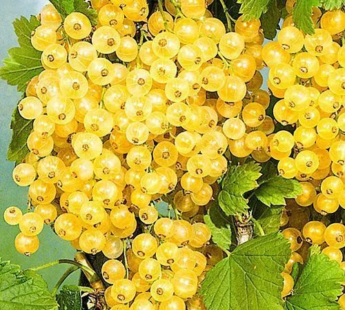 Смородина біла "Імператорська" - рання, біла, великоплідна (2-х річний саджанець) - фото № 1