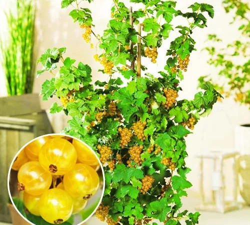 Смородина біла "Імператорська" - рання, біла, великоплідна (2-х річний саджанець) - фото № 2