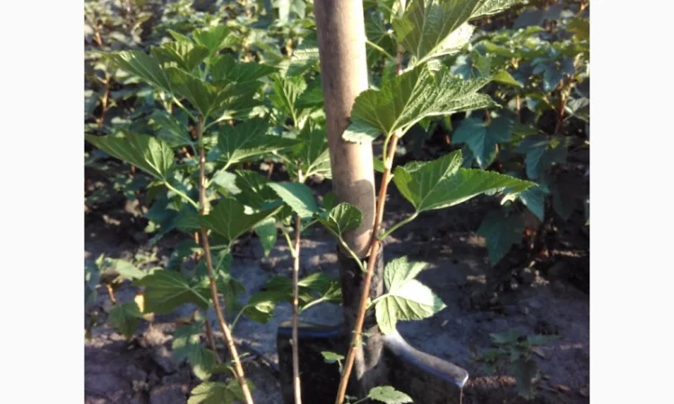 Саженцы черенки смородины черной только отборные, качество и сохранность сорта 100% - фото № 2