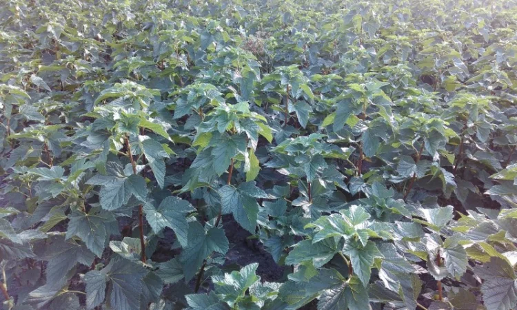 Саженцы черенки смородины черной только отборные, качество и сохранность сорта 100% - фото № 3