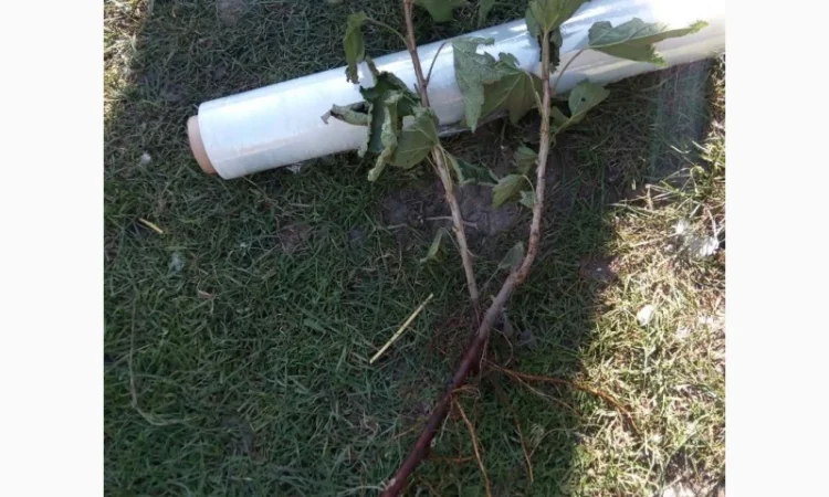 Продаю саженцы черной и красной смородины - фото № 1