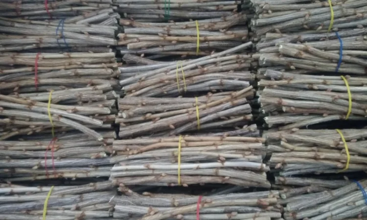 Живці та саджанці чорної смородини - фото № 1