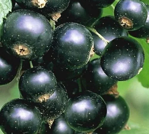 Саджанці кущів смородини і порички і ожини - фото № 2