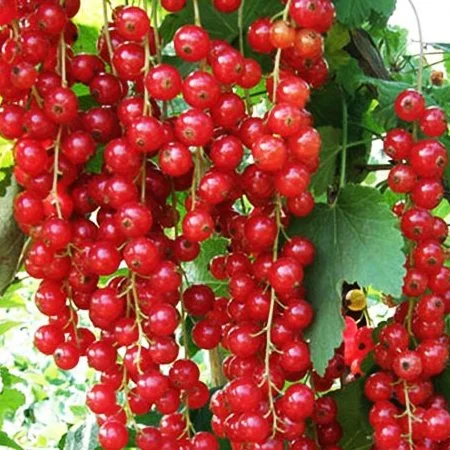 Саджанці кущів смородини і порички і ожини - фото № 3