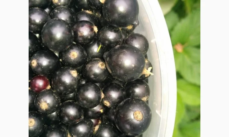 Саджанці таЖивці смородини - фото № 1