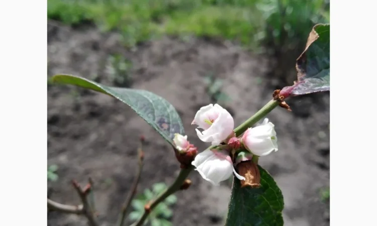 Барбарис черноплодный корейский. 2-хгодичные саженцы - фото № 1