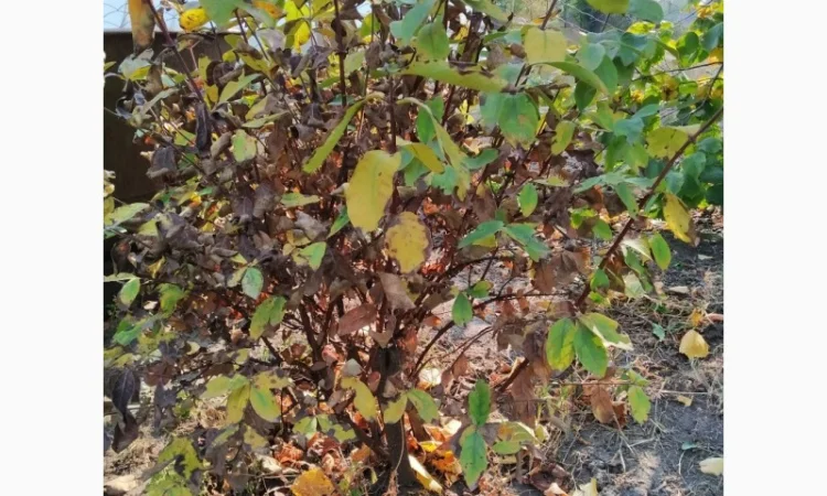 Барбарис черноплодный корейский – 2-хлетние саженцы - фото № 2