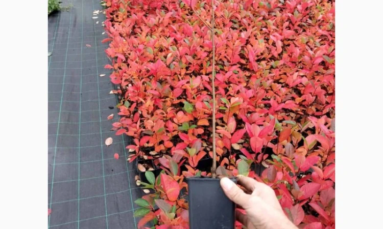 Чорна горобина. Аронія сорт Галіціянка. Саджанці аронії оптом - фото № 1