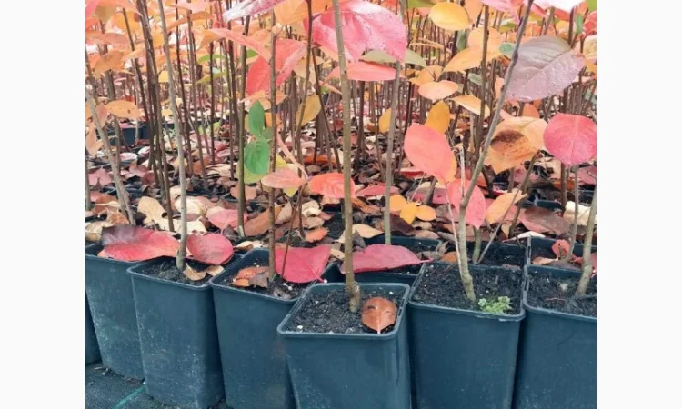 Чорна горобина. Аронія сорт Галіціянка. Саджанці аронії оптом - фото № 2