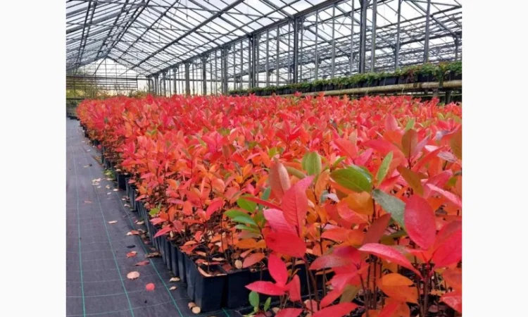 Чорна горобина. Аронія сорт Галіціянка. Саджанці аронії оптом - фото № 3