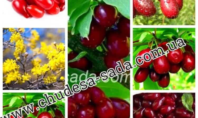 Саженцы плодово-ягодных культур на любой вкус: Опт и розница, гарантии качества и выгодные - фото № 10