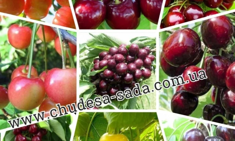 Саженцы плодово-ягодных культур на любой вкус: Опт и розница, гарантии качества и выгодные - фото № 11