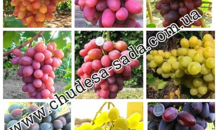 Саженцы плодово-ягодных культур на любой вкус: Опт и розница, гарантии качества и выгодные - фото № 3