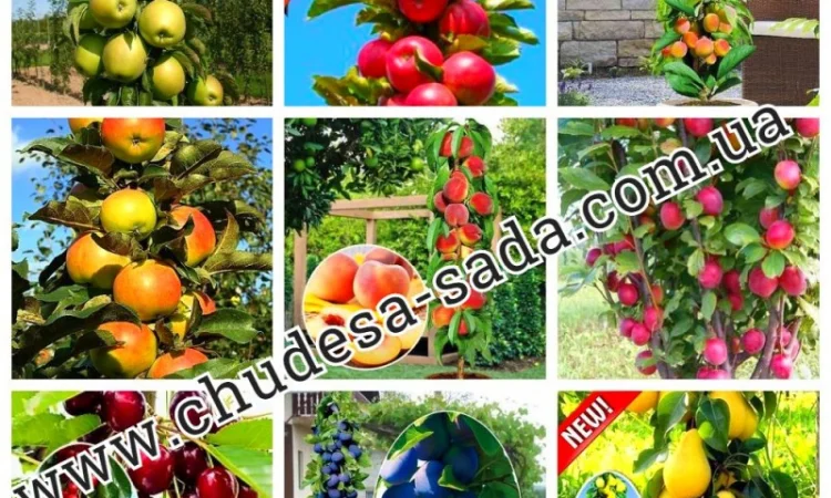 Саженцы плодово-ягодных культур на любой вкус: Опт и розница, гарантии качества и выгодные - фото № 1