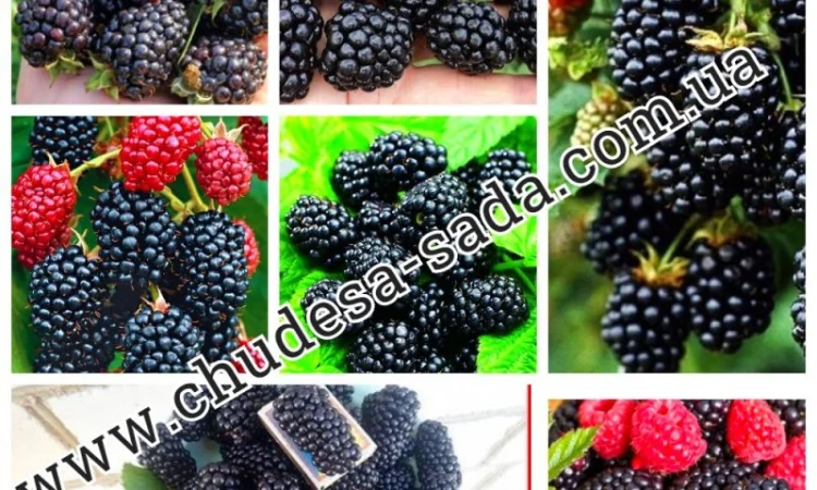 Саженцы плодово-ягодных культур на любой вкус: Опт и розница, гарантии качества и выгодные - фото № 5