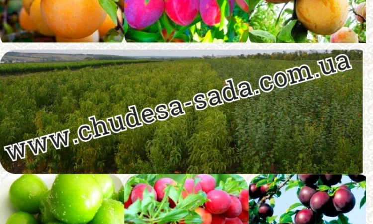 Саженцы плодово-ягодных культур на любой вкус: Опт и розница, гарантии качества и выгодные - фото № 7