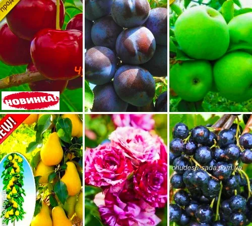 Саженцы элитных сортов плодово-ягодных более 1200 товаров питомник - фото № 1