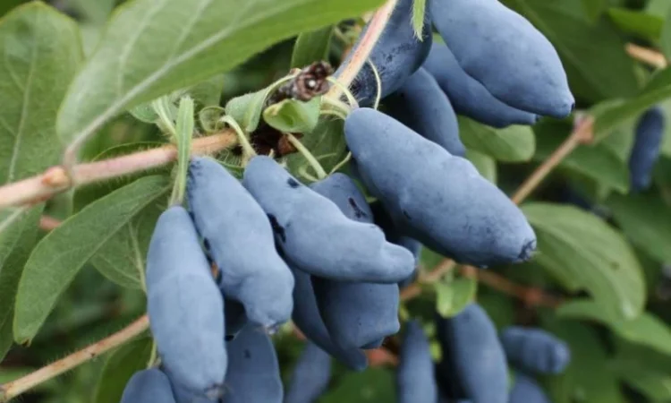 Саженцы элитных сортов плодово-ягодных более 1200 товаров питомник - фото № 10