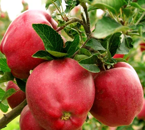 Саженцы элитных сортов плодово-ягодных более 1200 товаров питомник - фото № 12