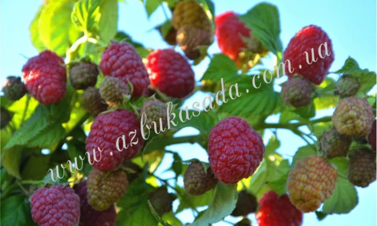 Саженцы элитных сортов плодово-ягодных более 1200 товаров питомник - фото № 3