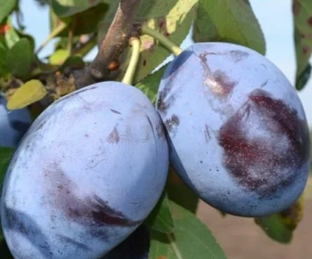 Саженцы элитных сортов плодово-ягодных более 1200 товаров питомник - фото № 4