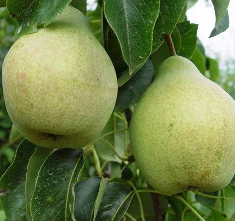 Саженцы элитных сортов плодово-ягодных более 1200 товаров питомник - фото № 5