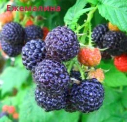 Саженцы элитных сортов плодово-ягодных более 1200 товаров питомник - фото № 7