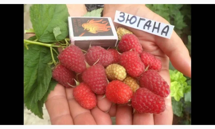 Саженцы элитных сортов плодово-ягодных более 1200 товаров питомник - фото № 8