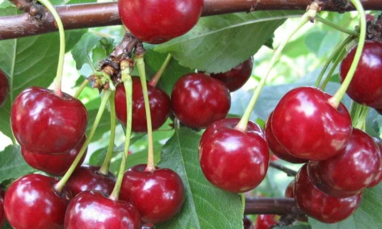 Саженцы элитных сортов плодово-ягодных более 1200 товаров питомник - фото № 9