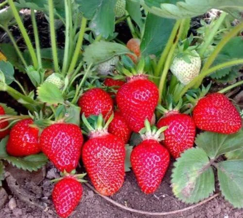 Саджанці клубніки на весну 2026 року - фото № 8