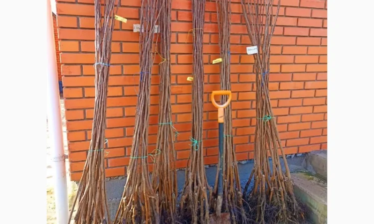 Саженцы плодовых яблоня, груша, слива, вишня, черешня, персик, абрикос и т.д - фото № 10