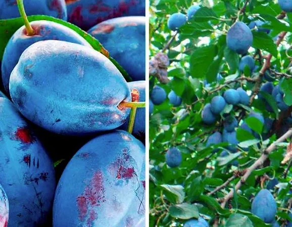 Саженцы плодовых яблоня, груша, слива, вишня, черешня, персик, абрикос и т.д - фото № 11