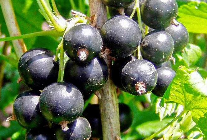 Саженцы плодовых яблоня, груша, слива, вишня, черешня, персик, абрикос и т.д - фото № 13