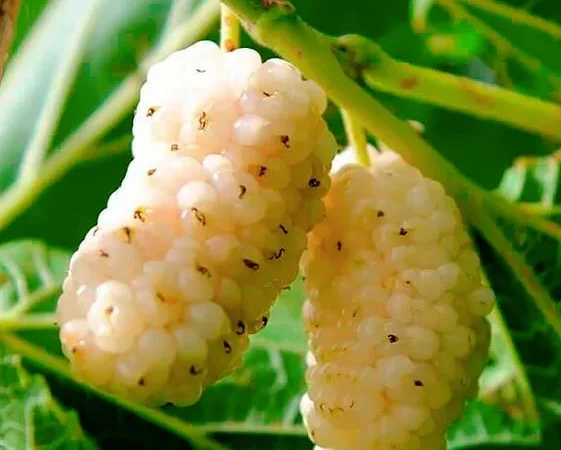 Саженцы плодовых яблоня, груша, слива, вишня, черешня, персик, абрикос и т.д - фото № 15