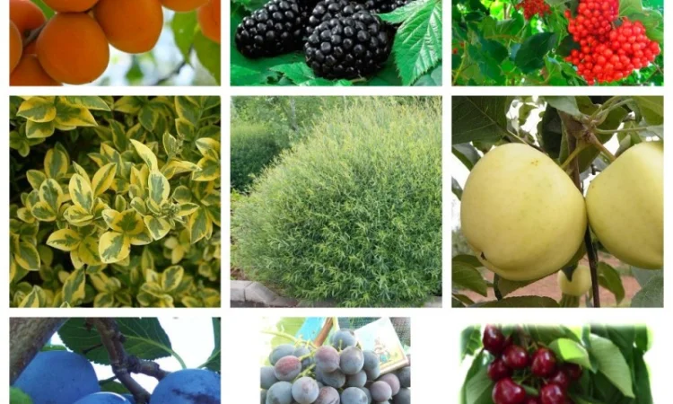 Саженцы плодовых яблоня, груша, слива, вишня, черешня, персик, абрикос и т.д - фото № 7