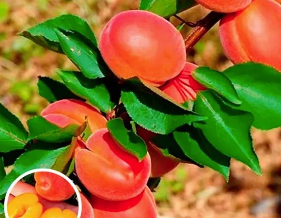 Саженцы плодовых яблоня, груша, слива, вишня, черешня, персик, абрикос и т.д - фото № 1