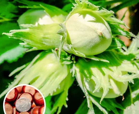 Саджанці яблуні на весну 2026 року - фото № 2