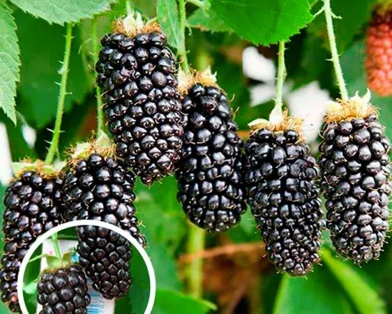 Саженцы плодовых яблоня, груша, слива, вишня, черешня, персик, абрикос и т.д - фото № 2