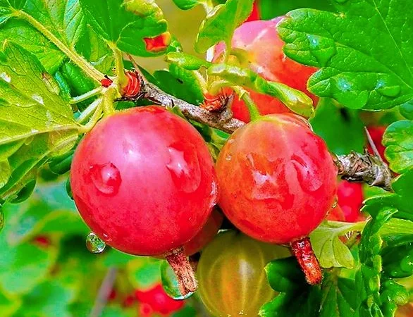 Саженцы плодовых яблоня, груша, слива, вишня, черешня, персик, абрикос и т.д - фото № 4