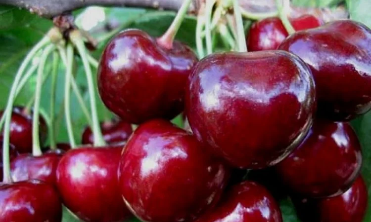 Саженцы почтой по всей Украине от производителя! Большой ассортимент сортв опт и розница - фото № 8