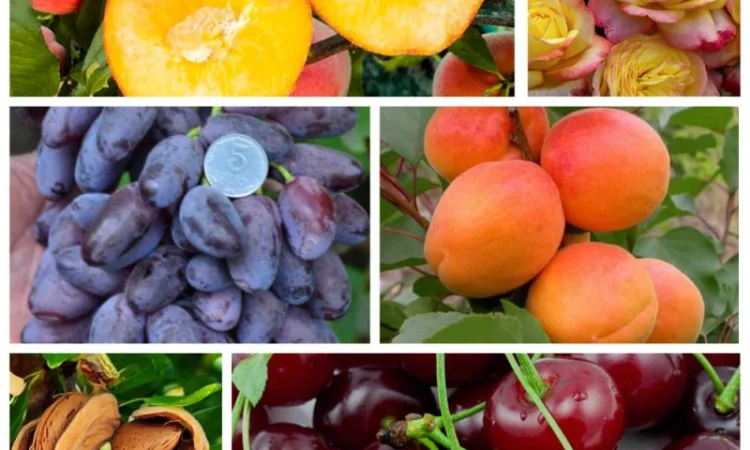 Саженцы почтой по всей Украине от производителя! Большой ассортимент сортв опт и розница - фото № 1