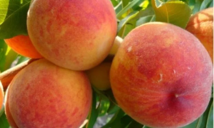 Саженцы почтой по всей Украине от производителя! Большой ассортимент сортв опт и розница - фото № 2