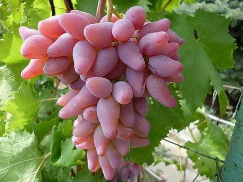 Саженцы почтой по всей Украине от производителя! Большой ассортимент сортв опт и розница - фото № 5