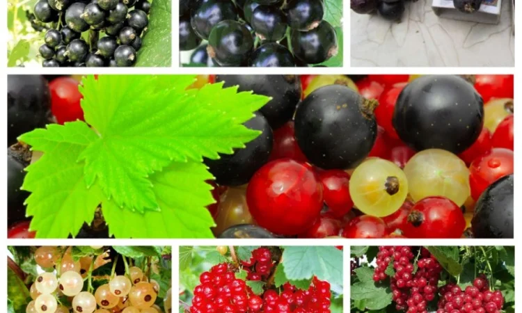 Саженцы красной смородины, черной смородины, белой смородины. Крыжовник, малина, голубика - фото № 1