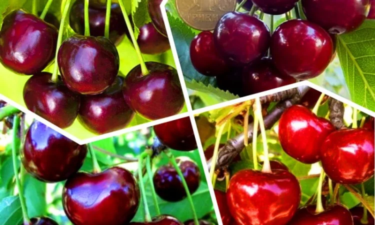 Саженцы красной смородины, черной смородины, белой смородины. Крыжовник, малина, голубика - фото № 9