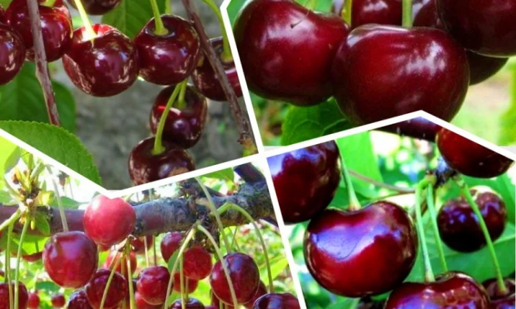 Саженцы красной смородины, черной смородины, белой смородины. Крыжовник, малина, голубика - фото № 10