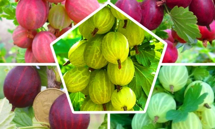 Саженцы красной смородины, черной смородины, белой смородины. Крыжовник, малина, голубика - фото № 11