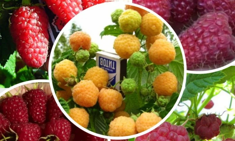 Саженцы красной смородины, черной смородины, белой смородины. Крыжовник, малина, голубика - фото № 2